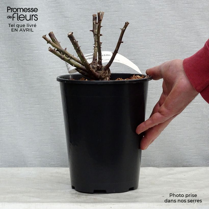 Exemplaar van Rosa Oso Easy En Fuego - Trosroos Pot van 4 l/5 l zoals geleverd in de lente