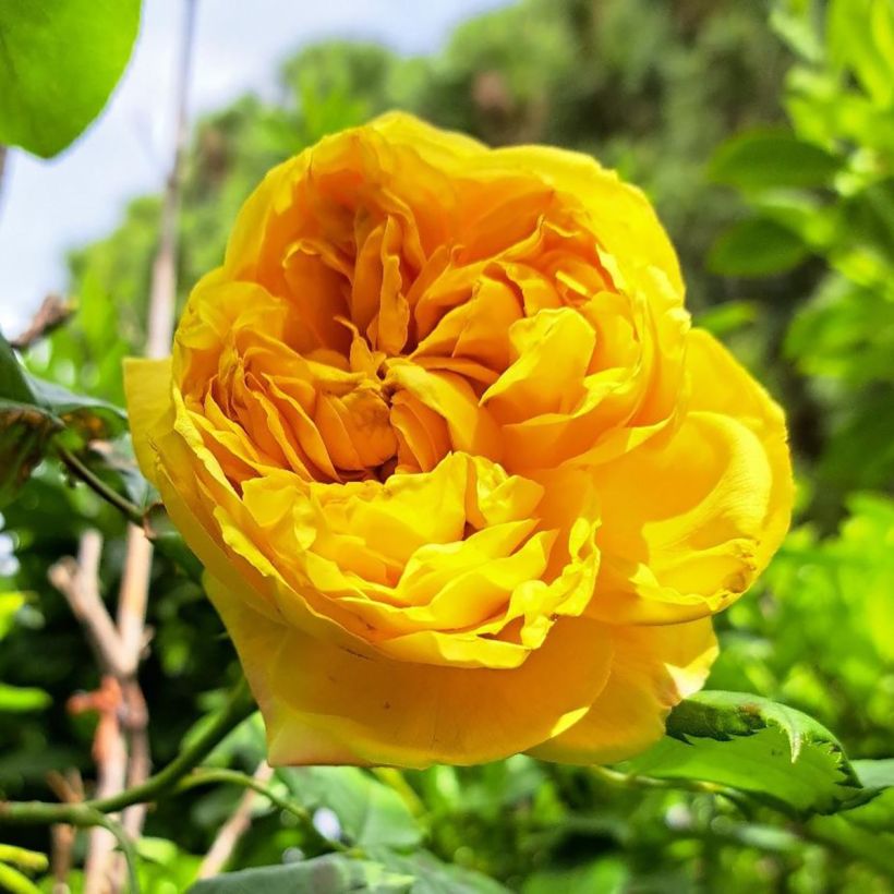 Rosa Generosa® Golden Zest - Struikroos (Bloei)