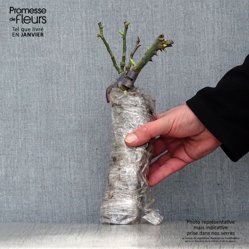 Exemplaar van Rosa Generosa® Agnes Schilliger - Struikroos In kluit zoals geleverd in de winter