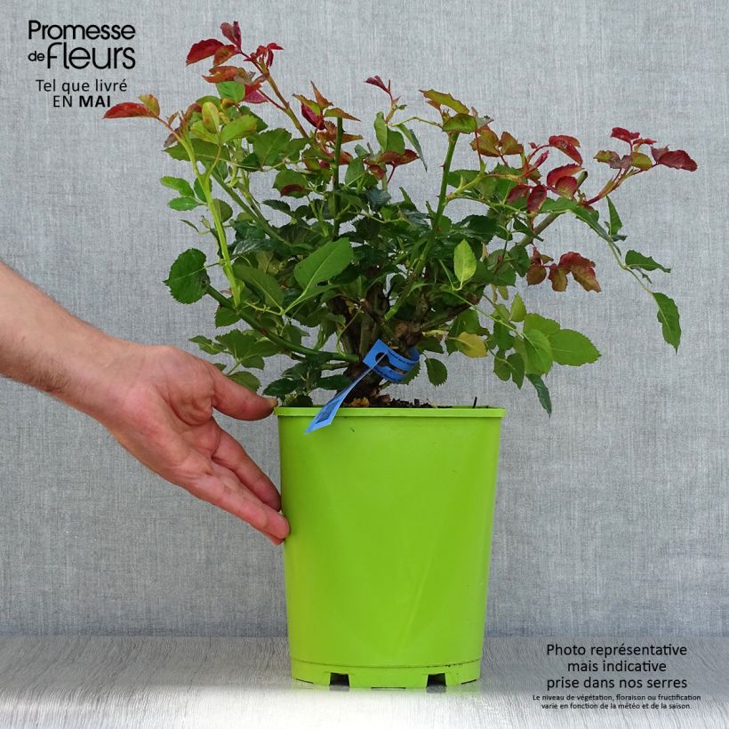 Exemplaar van Rosa Generosa® Agnes Schilliger - Struikroos Pot van 4 l/5 l zoals geleverd in de lente
