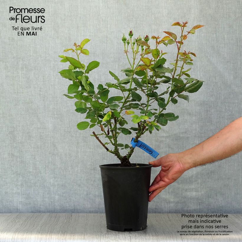 Example of Rosa Generosa® Bicentenaire de Guillot - Struikroos Pot van 4 l/5 l as you get in printemps