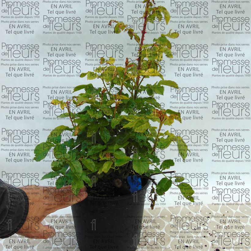 Example of Rosa Generosa® Chantal Mérieux - Struikroos Pot van 4 l/5 l as you get