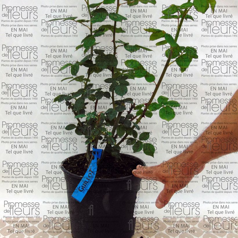 Voorbeeld van een exemplaar van Rosa Generosa® Charles de Nervaux - Struikroos Pot van 4 l/5 l zoals geleverd