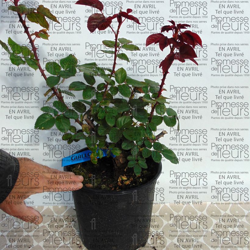 Example of Rosa Generosa® L'Ami des Jardins - Struikroos Pot van 4 l/5 l as you get