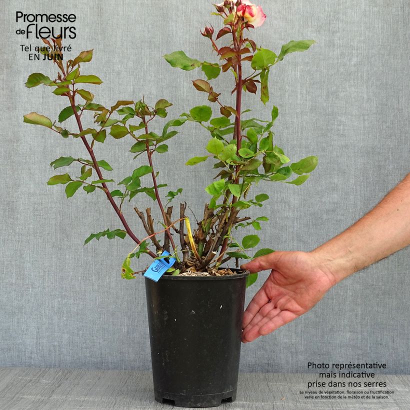 Exemplaar van Rosa Generosa® Laurent Voulzy - Struikroos Pot van 4 l/5 l zoals geleverd in de lente