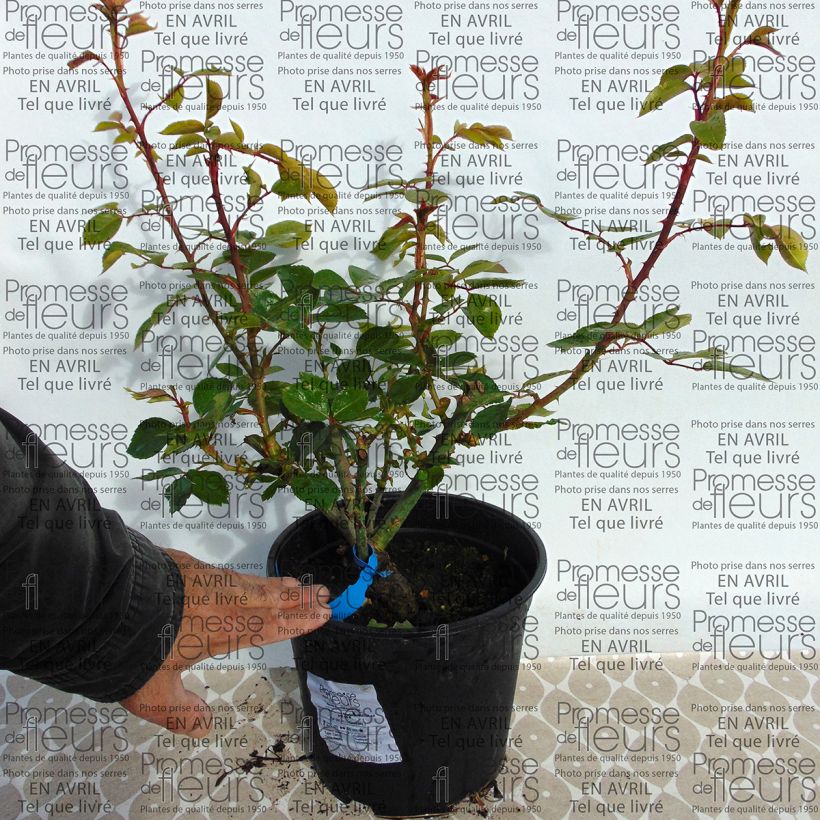 Voorbeeld van een exemplaar van Rosa Generosa® Martine Guillot - Struikroos Pot van 4 l/5 l zoals geleverd