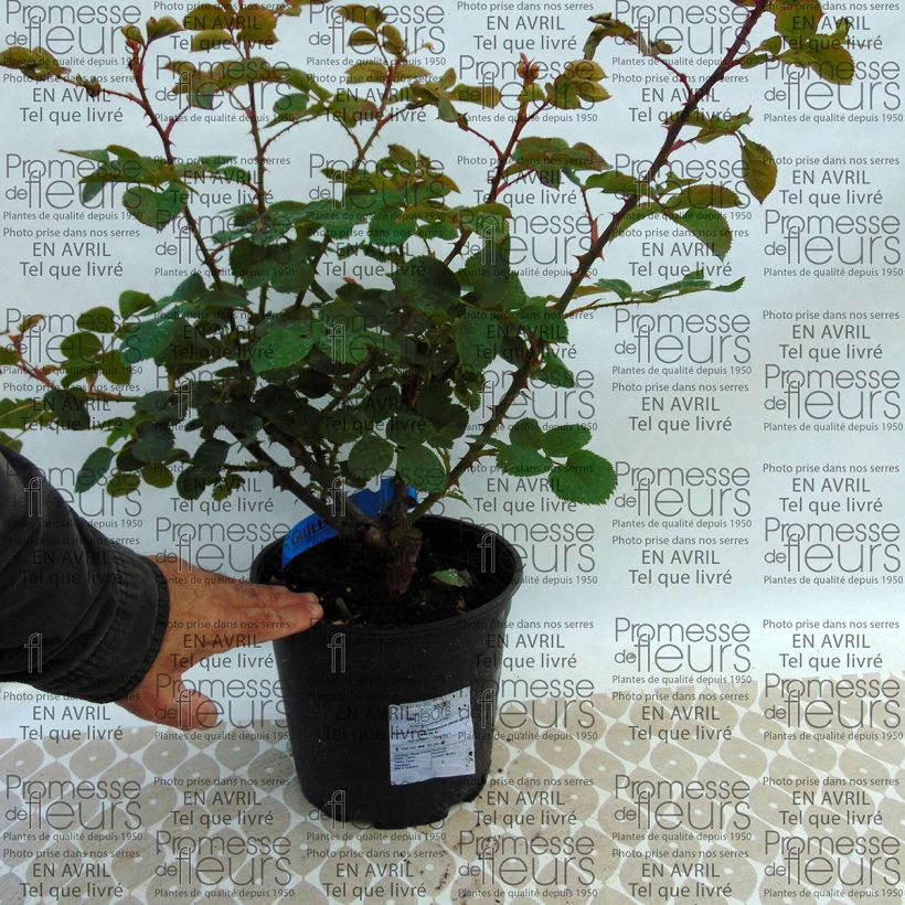 Voorbeeld van een exemplaar van Rosa Generosa® Rosomane Janon - Struikroos Pot van 4 l/5 l zoals geleverd