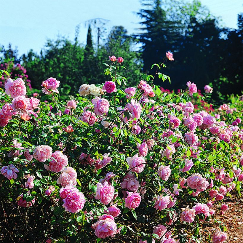 Rosa Generosa® Sonia Rykiel  - Struikroos (Flowering)