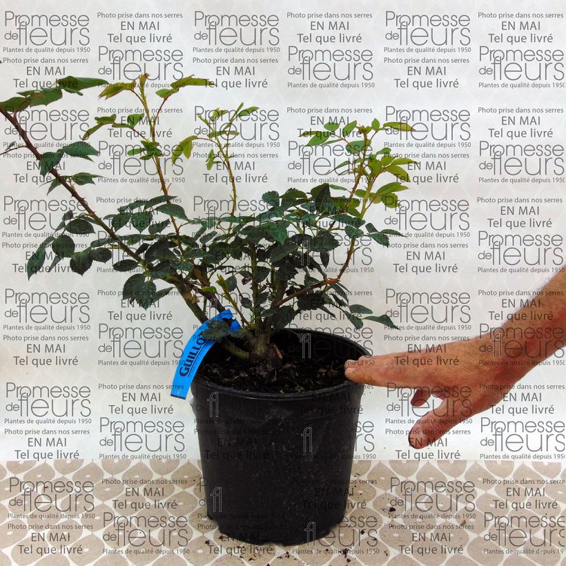 Example of Rosa Generosa® Sonia Rykiel  - Struikroos Pot van 4 l/5 l as you get