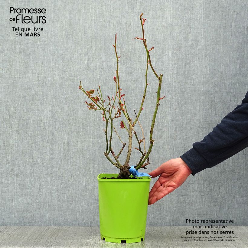 Exemplaar van Rosa Generosa® William Christie - Struikroos Pot van 4 l/5 l zoals geleverd in de winter