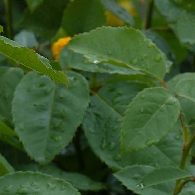 Rosa Golden Gate - Klimroos (Blad)