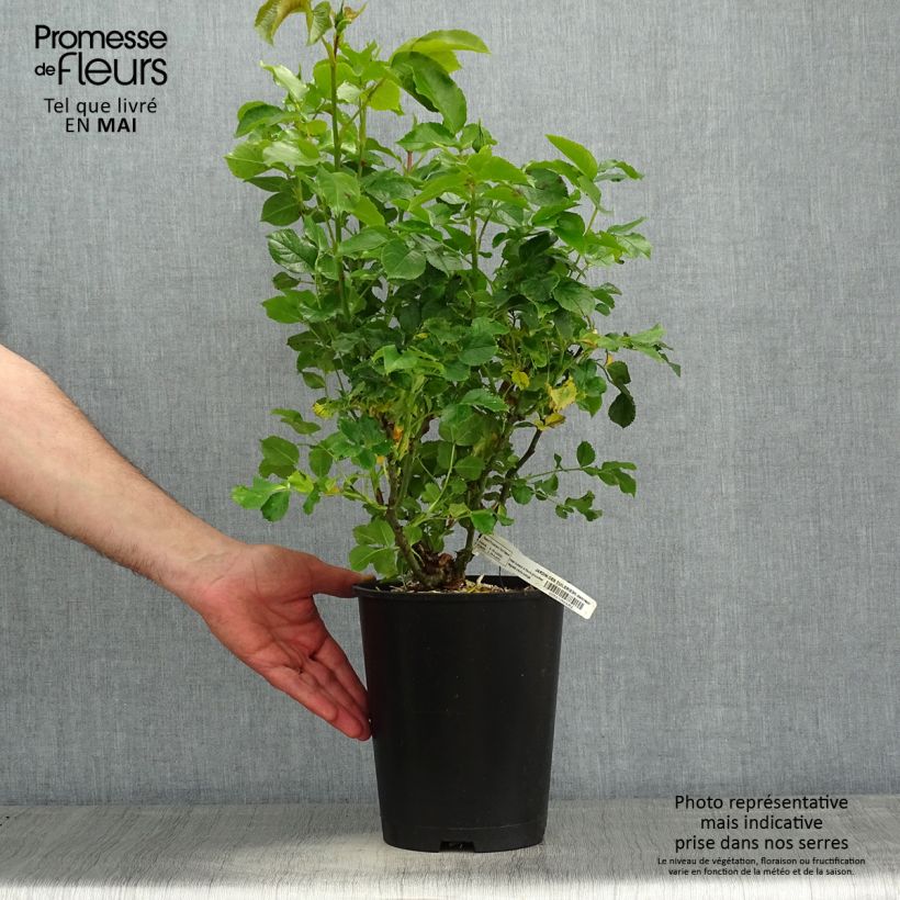 Example of Rosa Jardin des Tuileries - Trosroos Pot van 3 l/4 l as you get in printemps