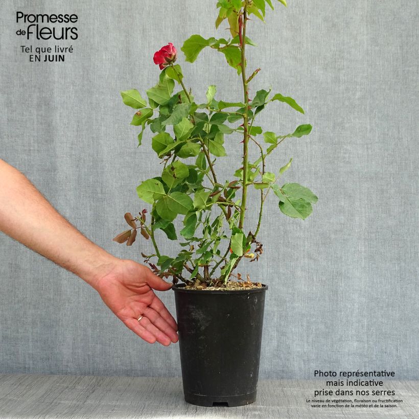 Example of Rosa Jubilé du Prince de Monaco - Trosroos Pot van 4 l/5 l as you get in printemps