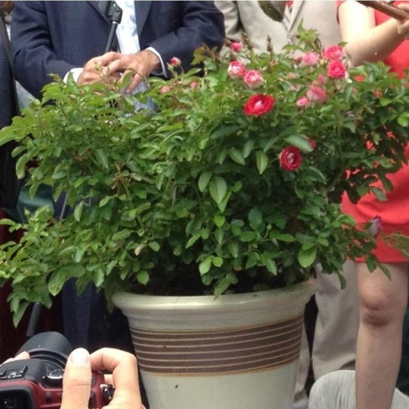 Rosa Schöne Koblenzerin - Patioroos (Groeiplaats)