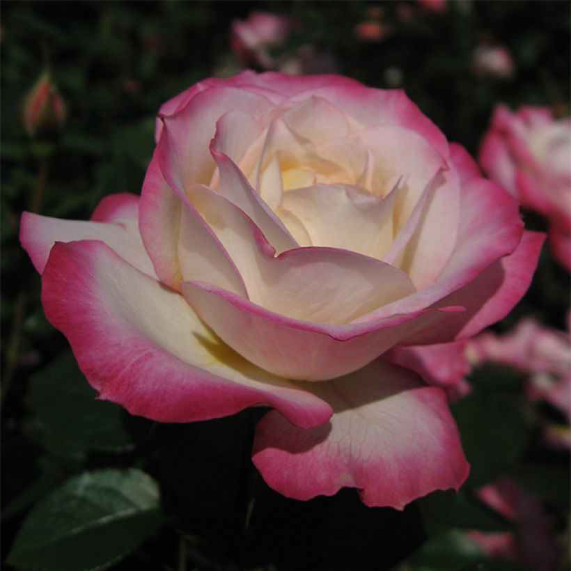 Rosa Minuette - Trosroos (Bloei)