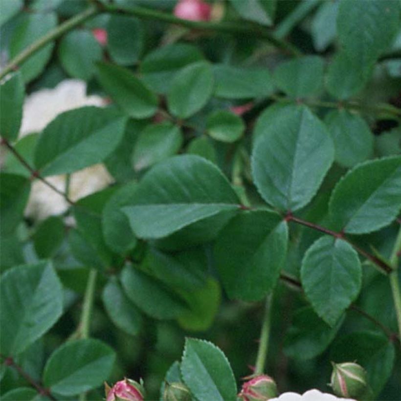 Rosa Félicité et Perpétue - Ramblerroos (Blad)