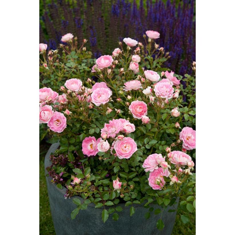 Rosa Flirt 2011 - Patioroos (Groeiplaats)