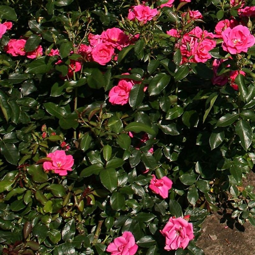 Rosa Gartenfreund - Polyantharoos (Blad)