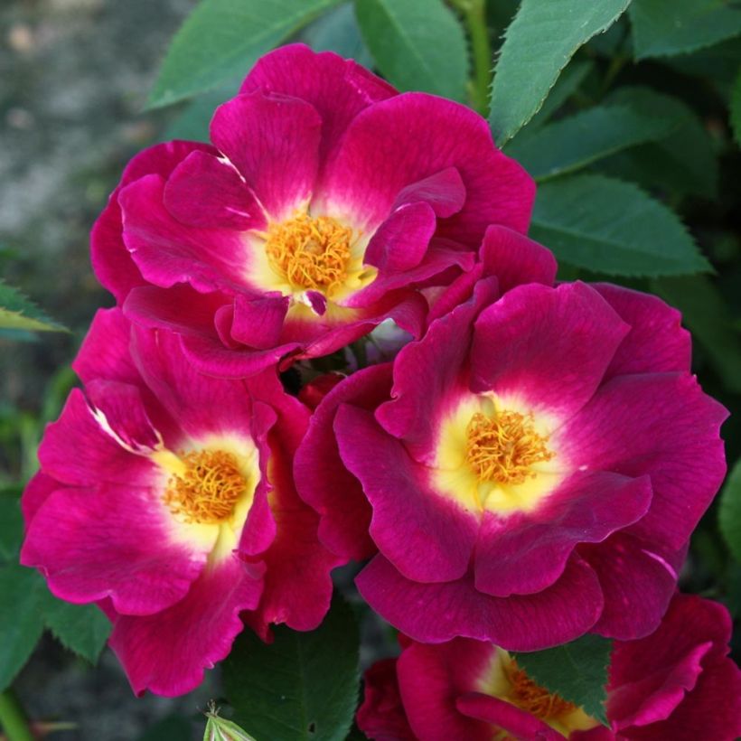 Rosa Rekord - Polyantharoos (Blad)