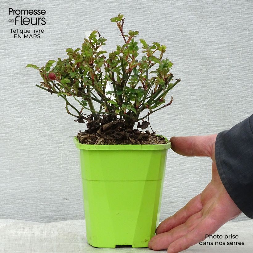 Exemplaar van Rosa Alexander von Humboldt - Polyantharoos Pot van 3 l/4 l zoals geleverd in de winter