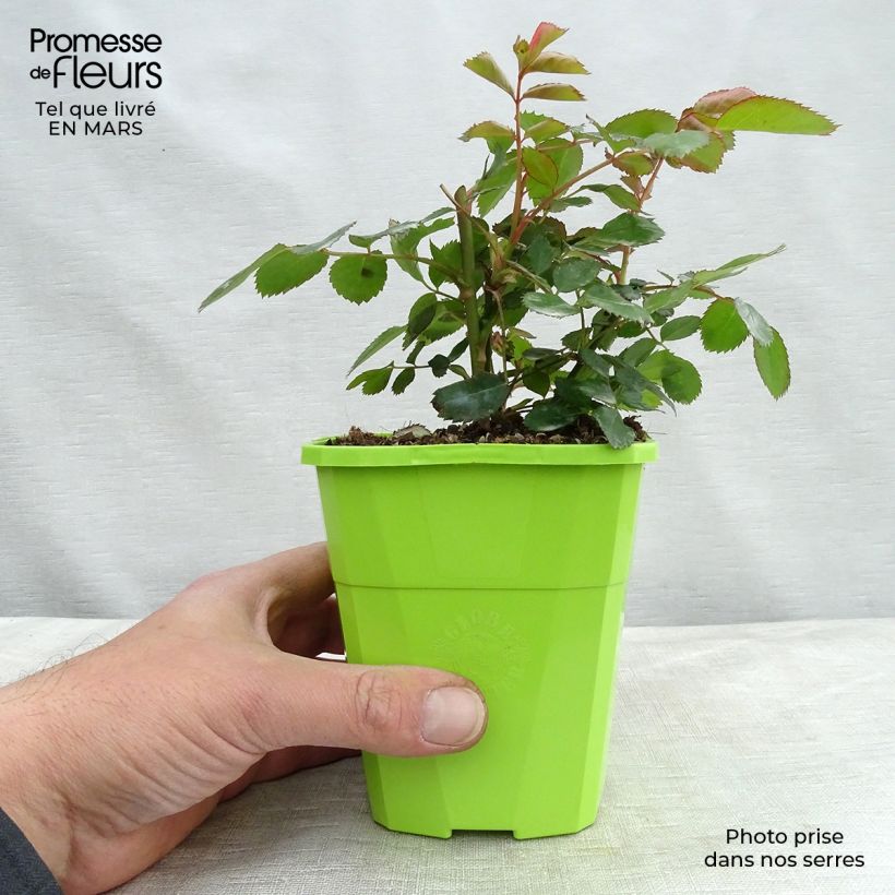 Exemplaar van Rosa Gartenfreund - Polyantharoos Pot van 3 l/4 l zoals geleverd in de winter