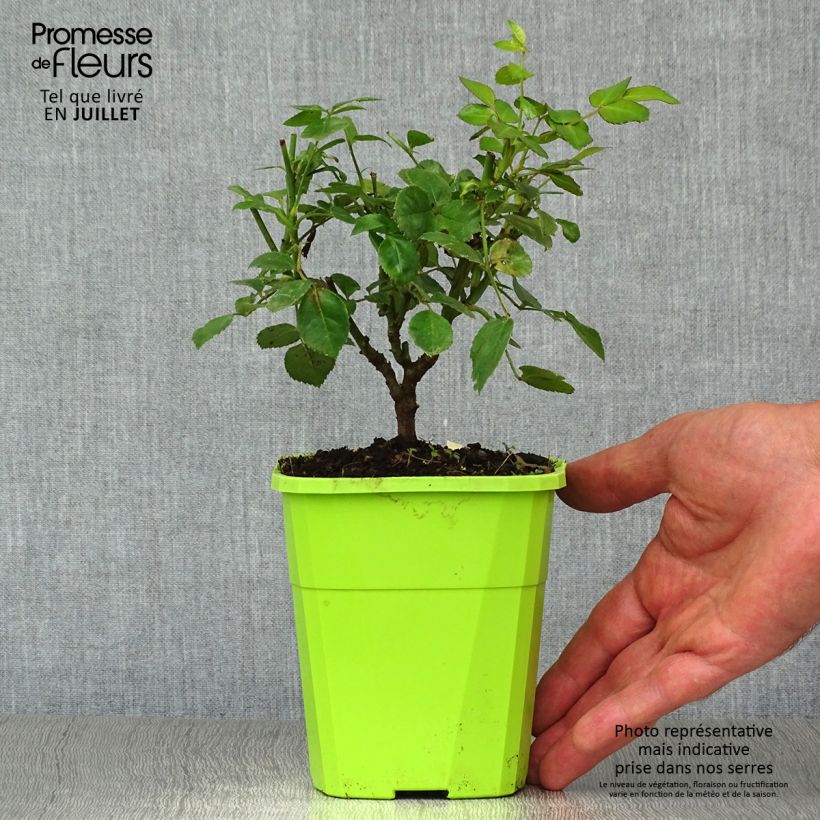 Exemplaar van Rosa Nectar Garden Escimo - Polyantharoos Pot van 4 l/5 l zoals geleverd in de zomer