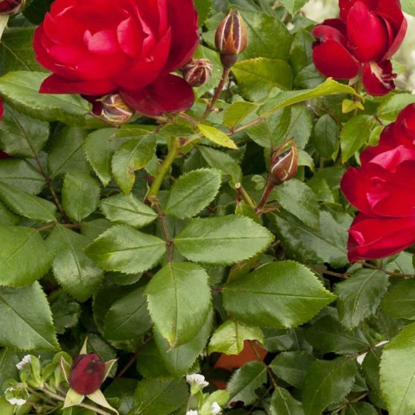 Rosa Milano - Trosroos (Blad)