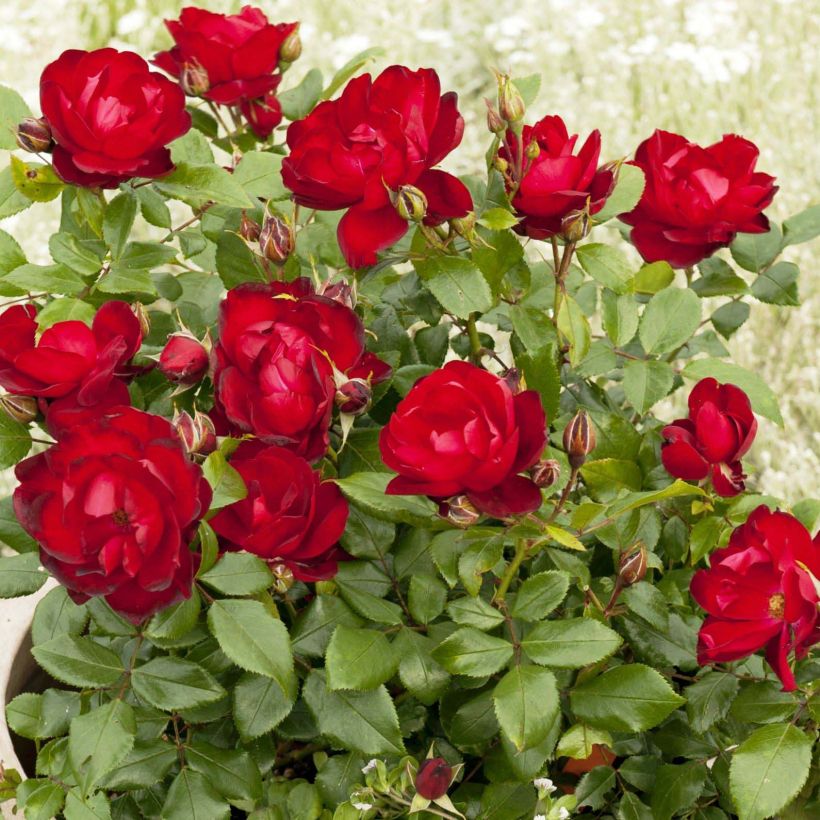 Rosa Milano - Trosroos (Bloei)