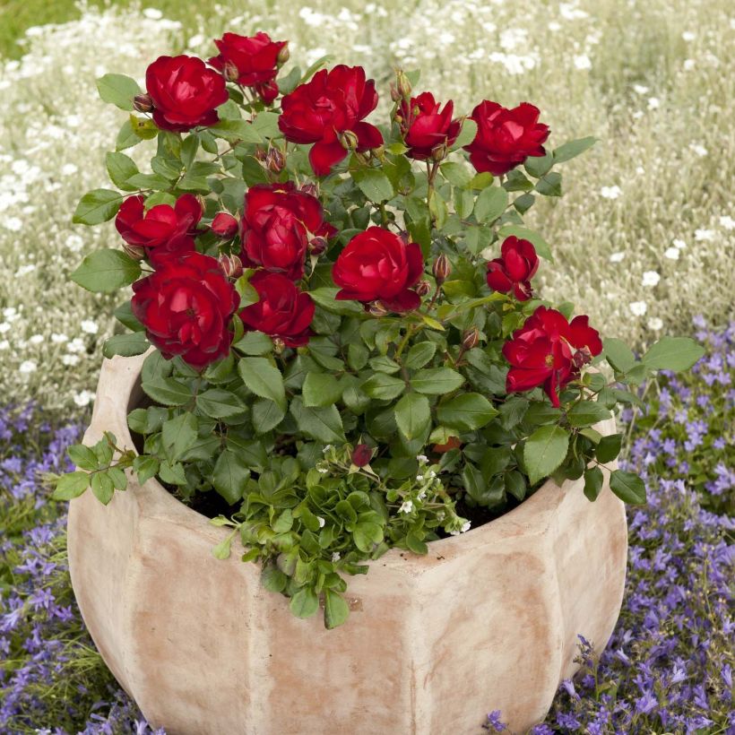 Rosa Milano - Trosroos (Groeiplaats)