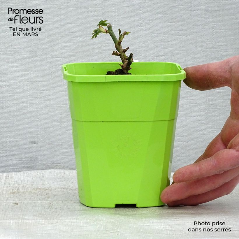 Exemplaar van Rosa Catherine de Medicis - Trosroos Pot van 3 l/4 l zoals geleverd in de lente