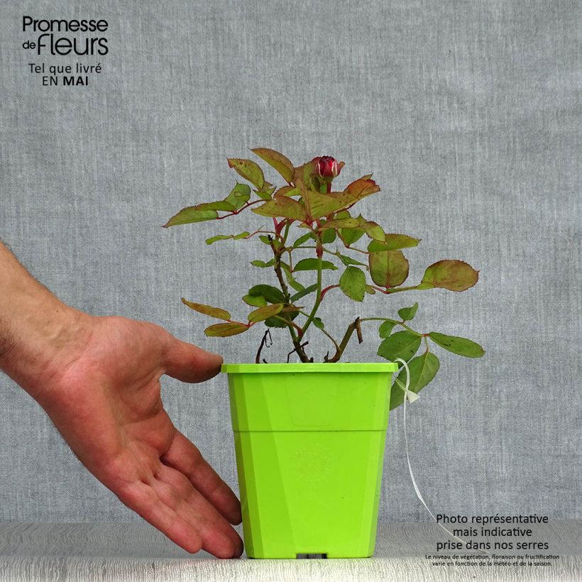 Exemplaar van Rosa Summer Romance - Grootbloemige roos Pot van 4 l/5 l zoals geleverd in de lente