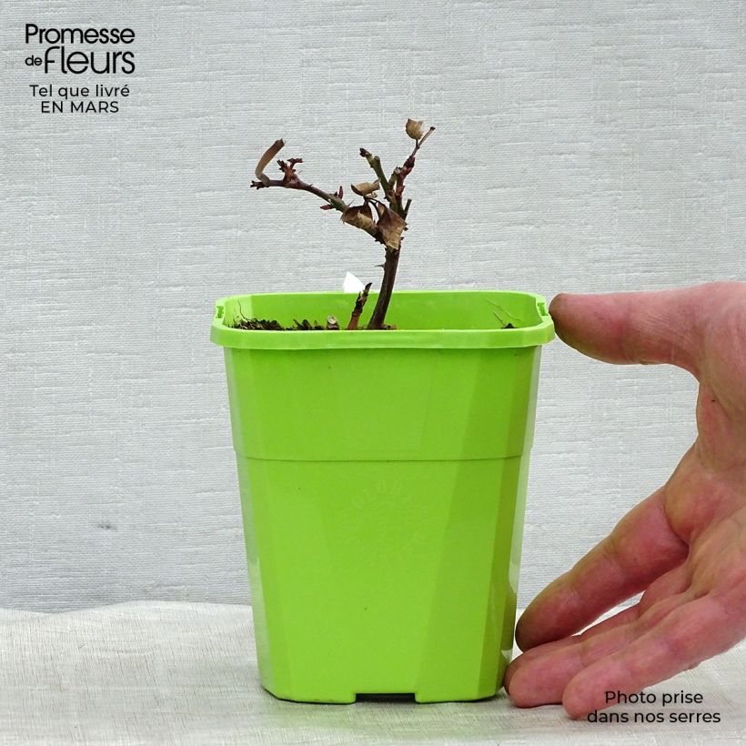 Exemplaar van Rosa Grossherzogin Luise - Grootbloemige roos Pot van 4 l/5 l zoals geleverd in de lente