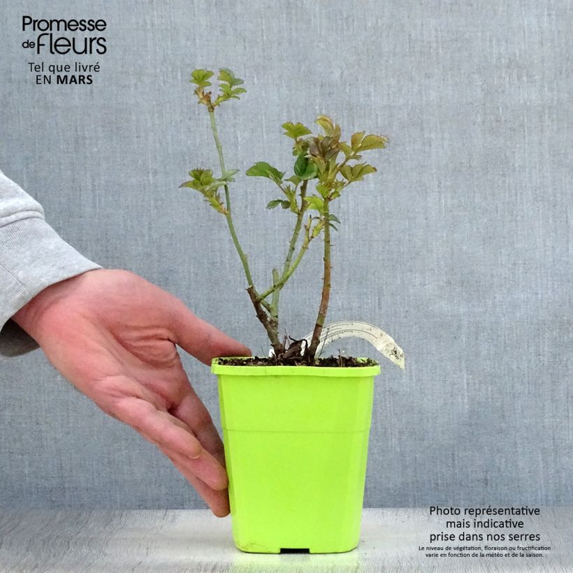 Exemplaar van Rosa Cherry Girl - Trosroos Pot van 1,5 l/2 l zoals geleverd in de lente