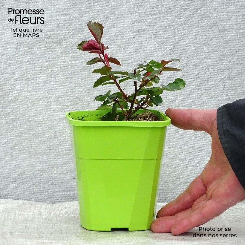 Exemplaar van Rosa Impala - Grootbloemige roos Pot van 3 l/4 l zoals geleverd in de winter