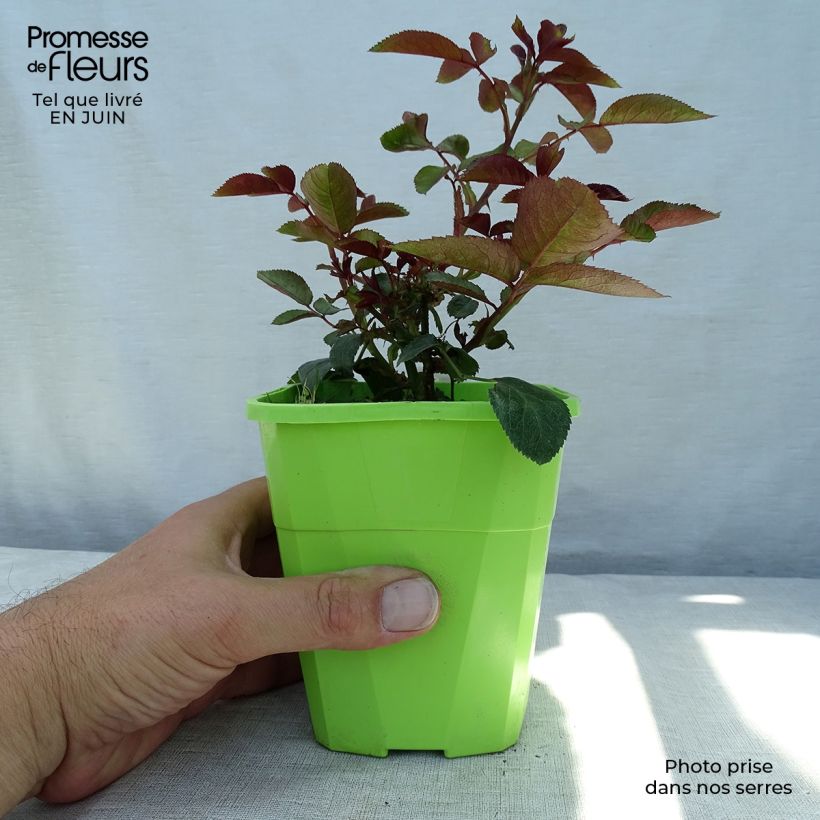 Exemplaar van Rosa Milano - Trosroos Pot van 1,5 l/2 l zoals geleverd in de zomer