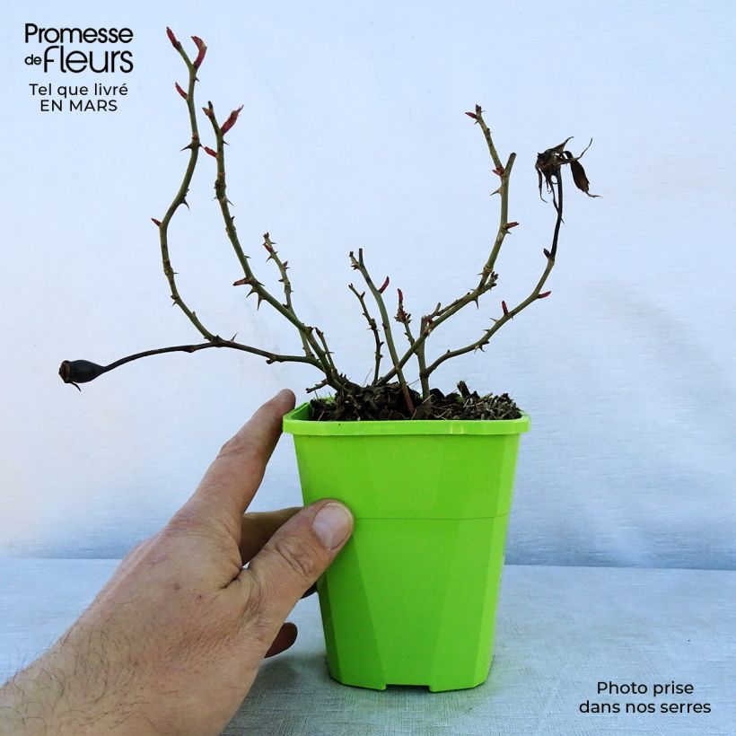 Exemplaar van Rosa Milano - Trosroos Pot van 1,5 l/2 l zoals geleverd in de lente