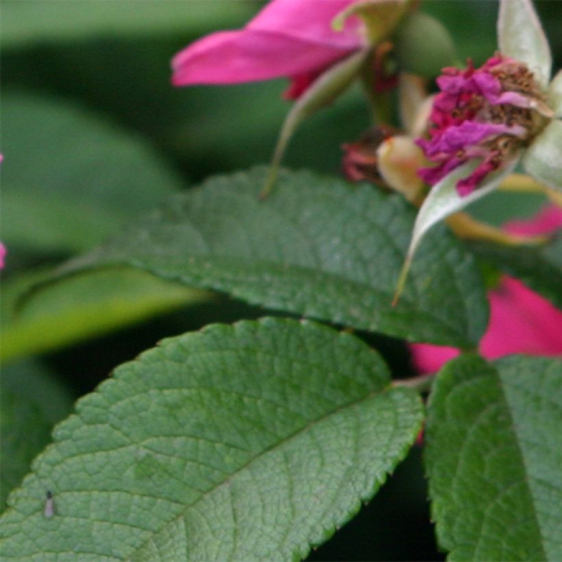 Rosa Pink Grootendorst - Hondsroos (Blad)