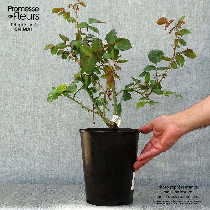 Example of Rosa Princesse Astrid de Belgique - Grootbloemige roos Pot van 4 l/5 l as you get in printemps