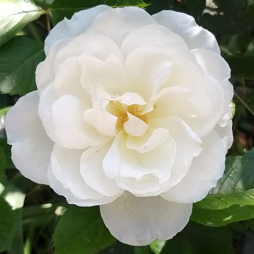 Rosa Princess of Wales - Trosroos (Bloei)