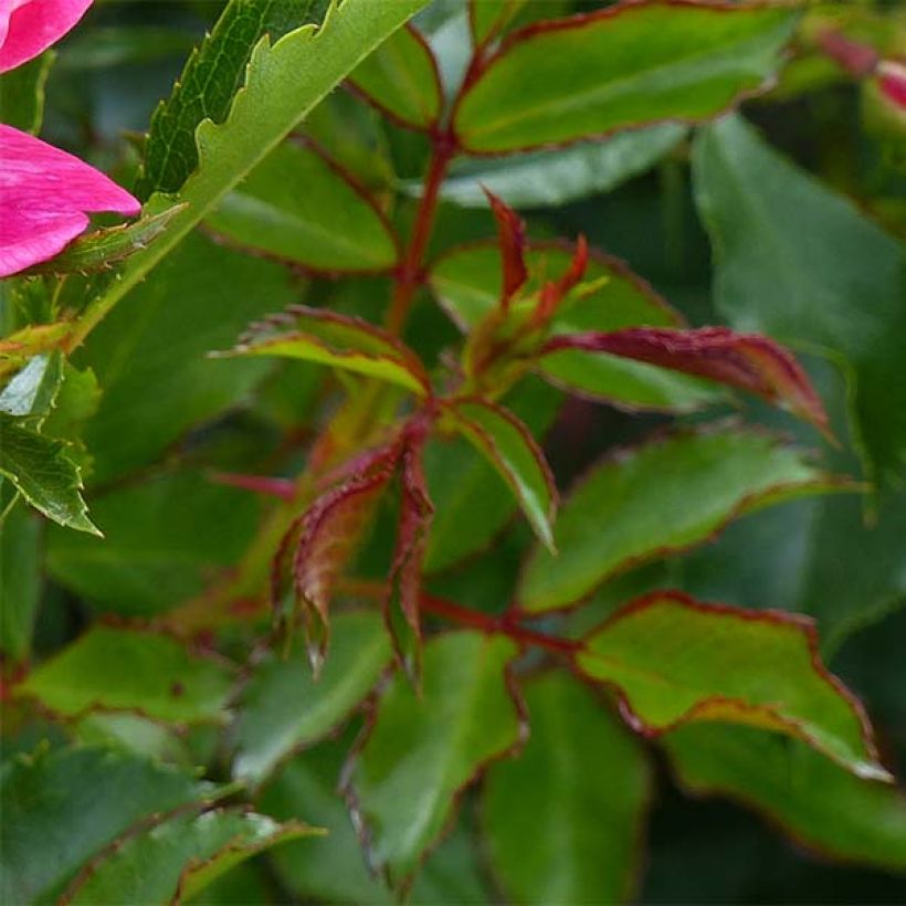 Rosa Queen Babylon Eyes - Struikroos (Blad)