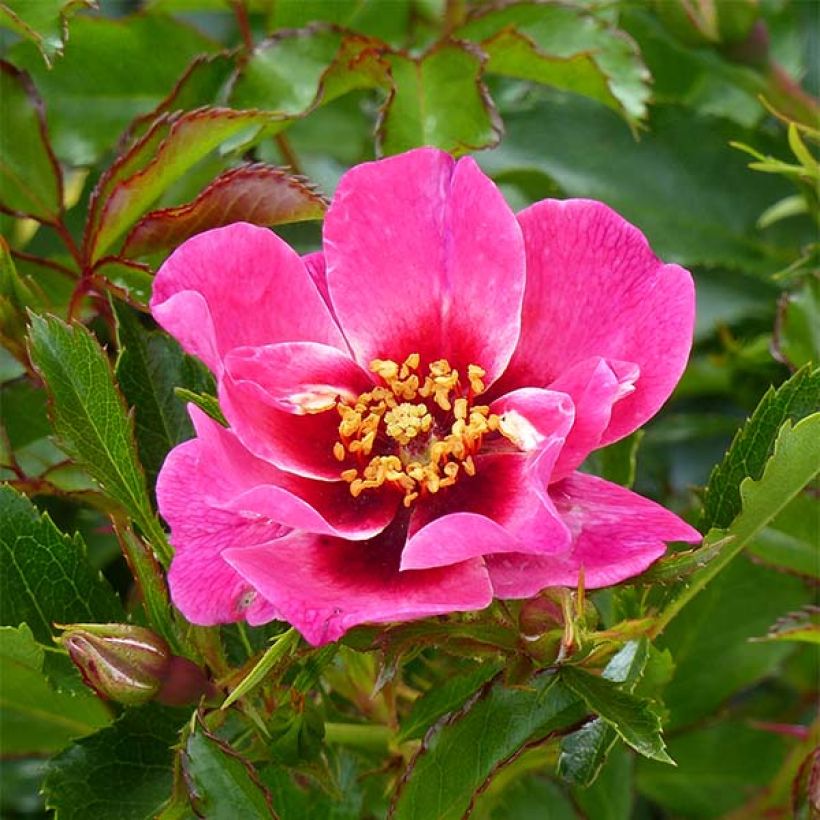Rosa Queen Babylon Eyes - Struikroos (Bloei)