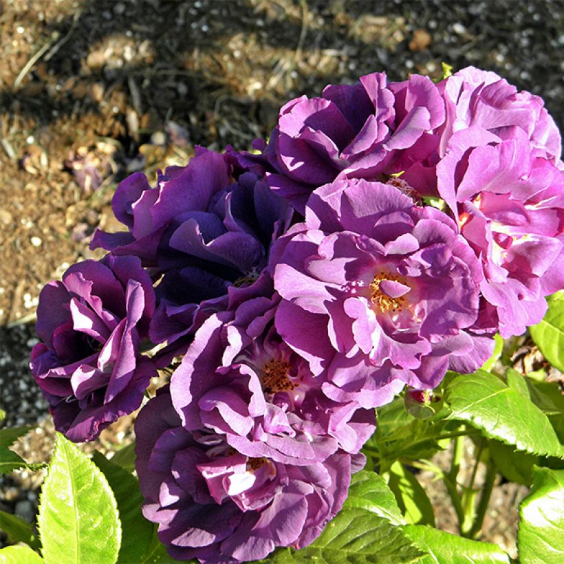 Rosa Rhapsody in Blue - Trosroos (Bloei)