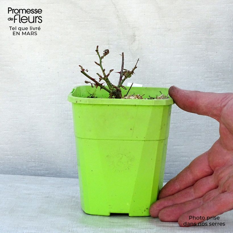 Exemplaar van Rosa Black Forest Rose - Bodembedekkende roos Pot van 1,5 l/2 l zoals geleverd in de lente