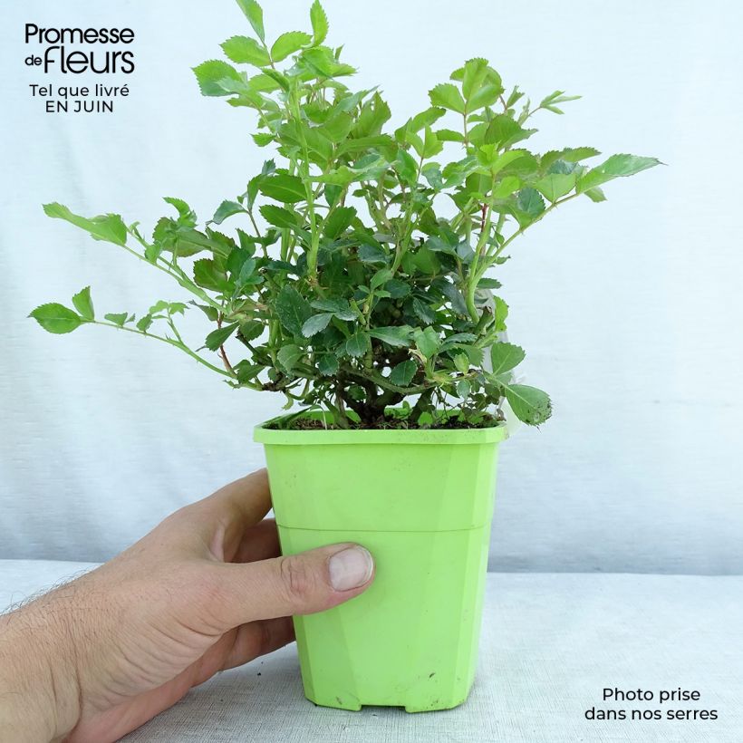 Exemplaar van Rosa Innocencia - Trosroos Pot van 3 l/4 l zoals geleverd in de zomer