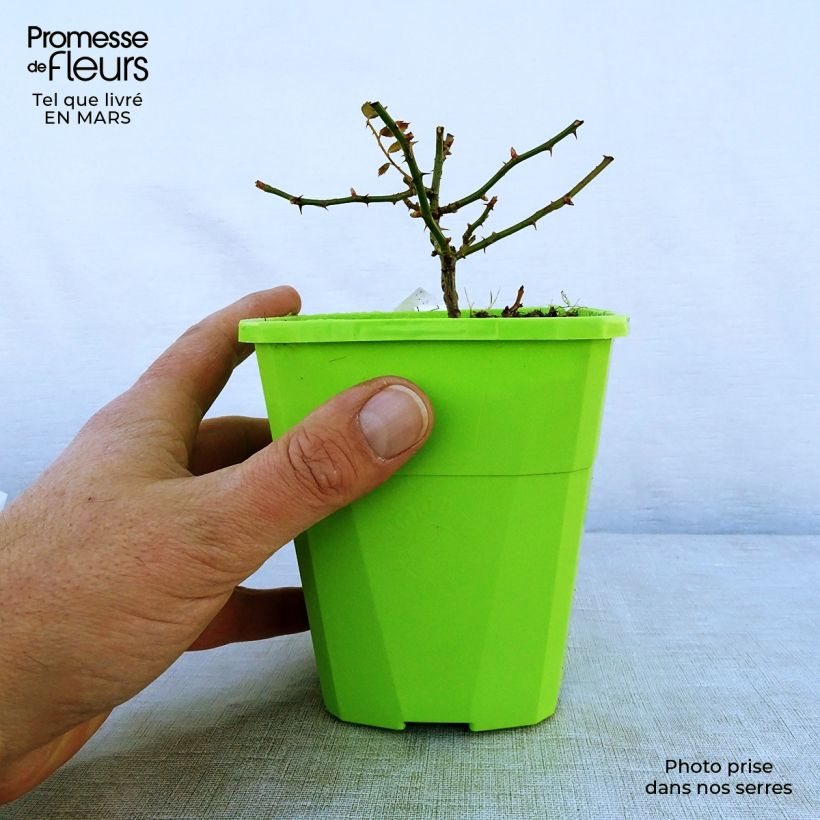 Example of Rosa Innocencia - Trosroos Pot van 3 l/4 l as you get in printemps