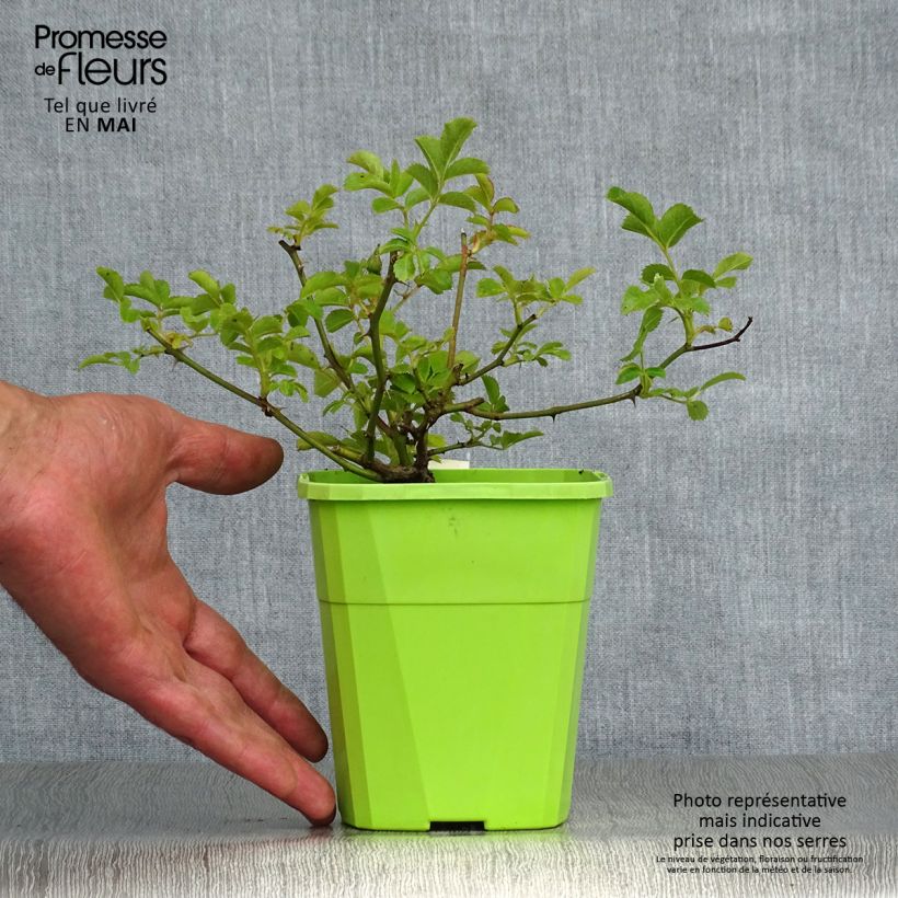 Exemplaar van Rosa Hotline - Trosroos Pot van 3 l/4 l zoals geleverd in de lente