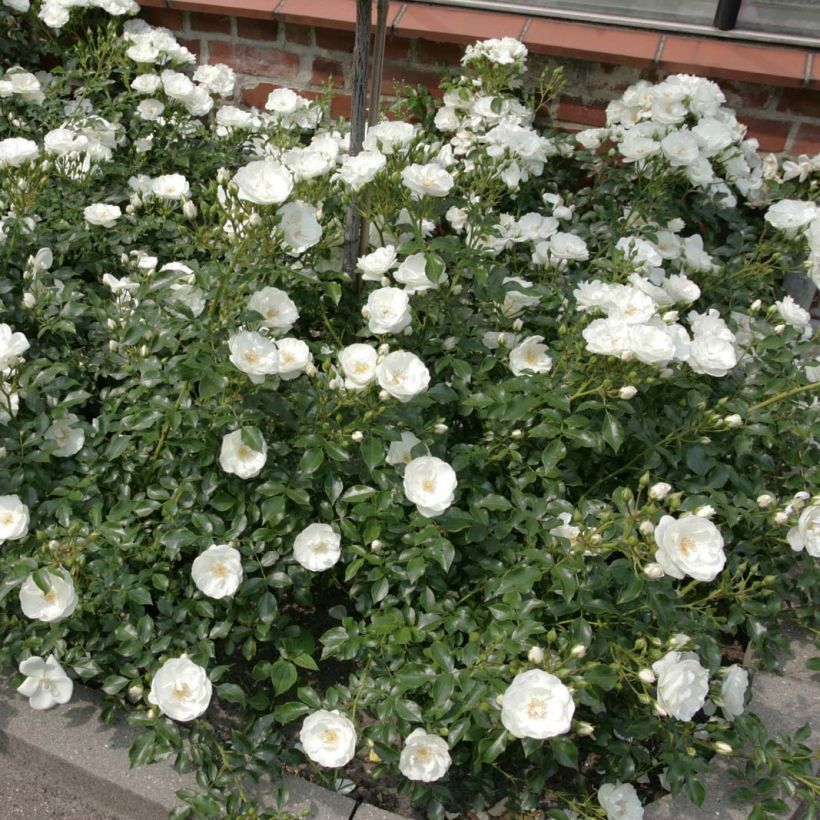 Rosa Innocencia - Trosroos (Plant habit)