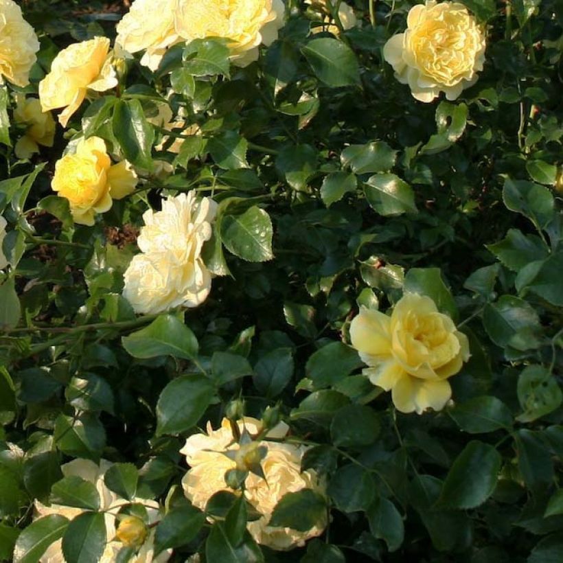 Rosa Solero - Trosroos (Blad)