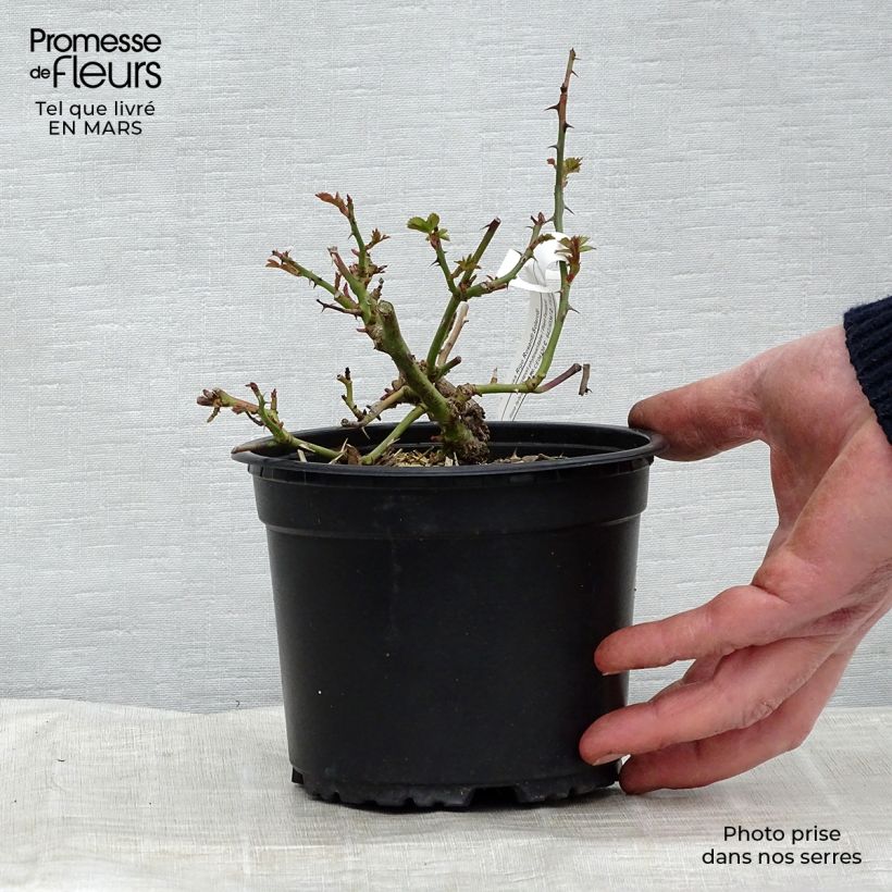 Exemplaar van Rosa Solero - Trosroos Pot van 3 l/4 l zoals geleverd in de lente