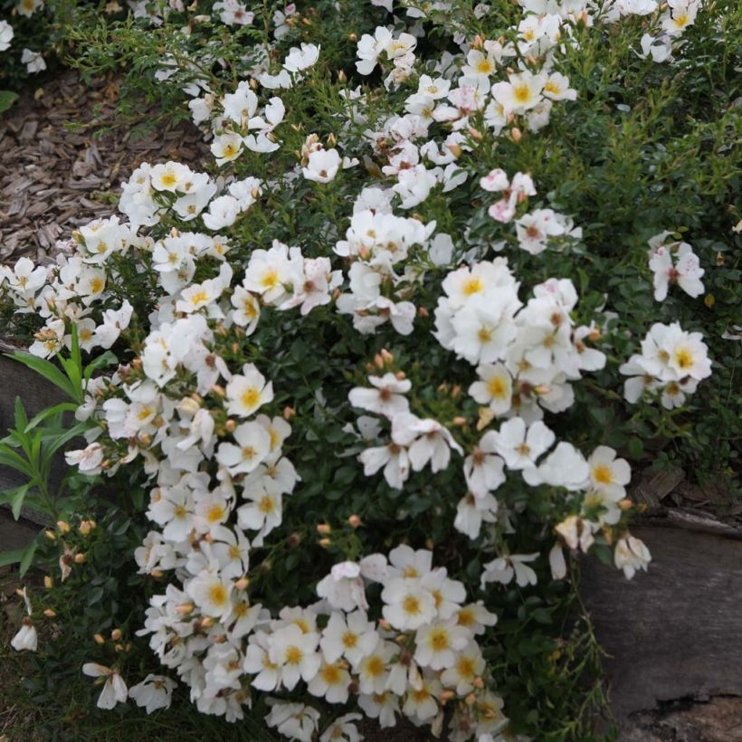 Rosa Sonnenröschen - Polyantharoos (Bloei)